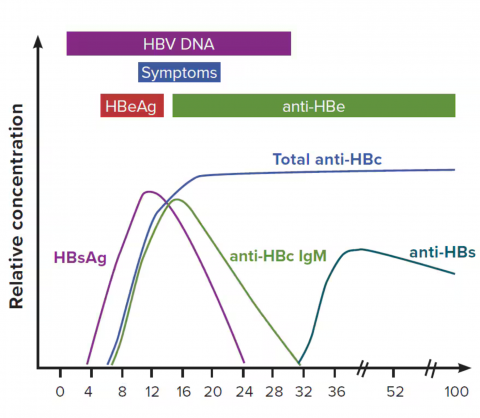 New Hepatitis B Blood Test Chart 2019 1