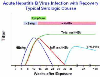 HEP B Serologic Course